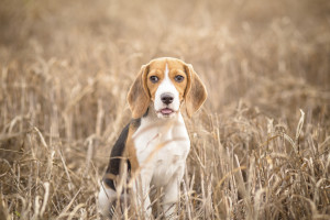 Beagle dog in nature