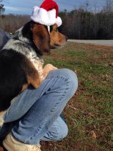 Beagles December 2015