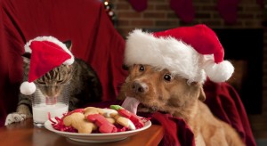 Cat and Dog eating and drinking Santa's cookies and milk.