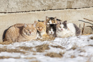 A group of feral cats huddled together to keep warm, near the wall of an old abandoned home . Taken during -28C weather.
