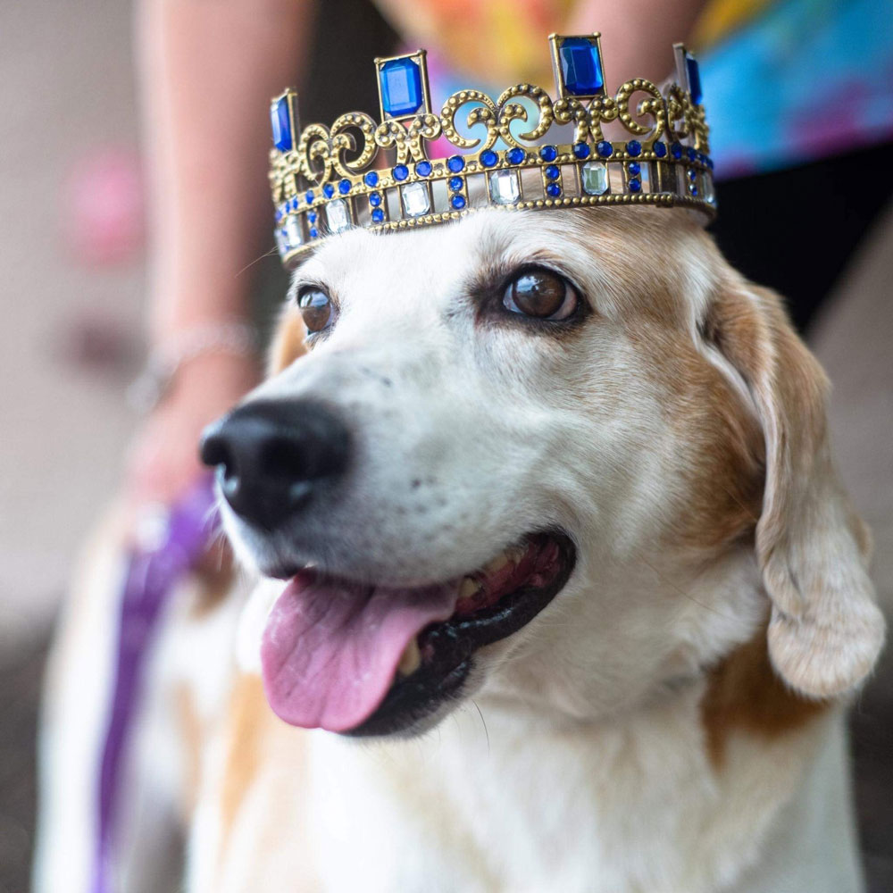 labrabor with a crown; dog available for adoption